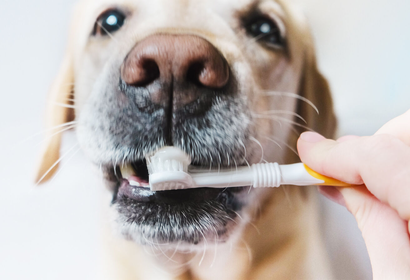 hand brushing dog's teeth with toothbrush